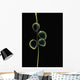 Sheer Representation Of Flowers And Stem On Black Background Wall Mural