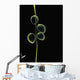 Sheer Representation Of Flowers And Stem On Black Background Wall Mural