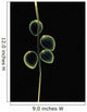 Sheer Representation Of Flowers And Stem On Black Background Wall Mural
