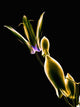 Botanical Study 1, Sheer Representation Of Flower On Black Background Wall Mural
