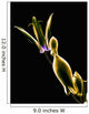 Botanical Study 1, Sheer Representation Of Flower On Black Background Wall Mural