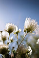 Close-Up Of Fuzzy White Flowers Reaching Toward Bright Sky Wall Mural