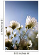 Close-Up Of Fuzzy White Flowers Reaching Toward Bright Sky Wall Mural