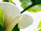 Calla Lily, Extreme Close-Up Of Large White Petal, View From Below Wall Mural