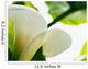 Calla Lily, Extreme Close-Up Of Large White Petal, View From Below Wall Mural