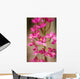 Hawaii, Maui, Close-Up Of Pink Epidendrum Orchids On Stem Wall Mural