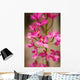 Hawaii, Maui, Close-Up Of Pink Epidendrum Orchids On Stem Wall Mural