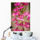 Hawaii, Maui, Close-Up Of Pink Epidendrum Orchids On Stem Wall Mural