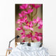 Hawaii, Maui, Close-Up Of Pink Epidendrum Orchids On Stem Wall Mural