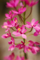 Hawaii, Maui, Close-Up Of Pink Epidendrum Orchids On Stem Wall Mural