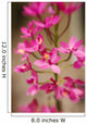 Hawaii, Maui, Close-Up Of Pink Epidendrum Orchids On Stem Wall Mural