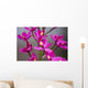 Hawaii, Maui, Close-Up Of Purple Epidendrum Orchids On Stem Wall Mural