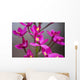 Hawaii, Maui, Close-Up Of Purple Epidendrum Orchids On Stem Wall Mural