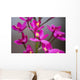 Hawaii, Maui, Close-Up Of Purple Epidendrum Orchids On Stem Wall Mural