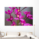 Hawaii, Maui, Close-Up Of Purple Epidendrum Orchids On Stem Wall Mural