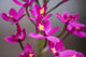 Hawaii, Maui, Close-Up Of Purple Epidendrum Orchids On Stem Wall Mural