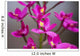 Hawaii, Maui, Close-Up Of Purple Epidendrum Orchids On Stem Wall Mural