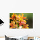 Hawaii, Maui, Close-Up Of Orange Epidendrum Orchid Cluster Wall Mural