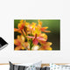 Hawaii, Maui, Close-Up Of Orange Epidendrum Orchid Cluster Wall Mural