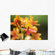 Hawaii, Maui, Close-Up Of Orange Epidendrum Orchid Cluster Wall Mural