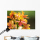 Hawaii, Maui, Close-Up Of Orange Epidendrum Orchid Cluster Wall Mural
