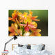 Hawaii, Maui, Close-Up Of Orange Epidendrum Orchid Cluster Wall Mural