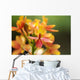 Hawaii, Maui, Close-Up Of Orange Epidendrum Orchid Cluster Wall Mural