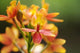 Hawaii, Maui, Close-Up Of Orange Epidendrum Orchid Cluster Wall Mural