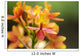 Hawaii, Maui, Close-Up Of Orange Epidendrum Orchid Cluster Wall Mural