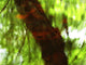 Green And Red Tree Reflections In Water Wall Mural