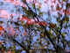 Ripples And Reflections On Water Surface Wall Mural