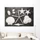 Shells And Starfish Scatterd On Textured Surface Wall Mural