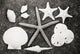 Shells And Starfish Scatterd On Textured Surface Wall Mural
