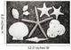Shells And Starfish Scatterd On Textured Surface Wall Mural