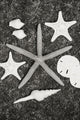 Shells And Starfish Scatterd On Textured Surface Wall Mural