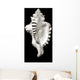 Close-Up Of Conch Shell On Black Background Wall Mural
