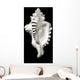 Close-Up Of Conch Shell On Black Background Wall Mural