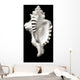 Close-Up Of Conch Shell On Black Background Wall Mural