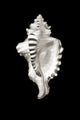 Close-Up Of Conch Shell On Black Background Wall Mural