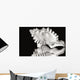 Close-Up Of Conch Shell On Black Background Wall Mural