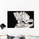 Close-Up Of Conch Shell On Black Background Wall Mural