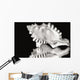 Close-Up Of Conch Shell On Black Background Wall Mural