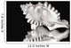 Close-Up Of Conch Shell On Black Background Wall Mural