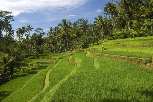 Indonesia, Rice Terraces Wall Mural