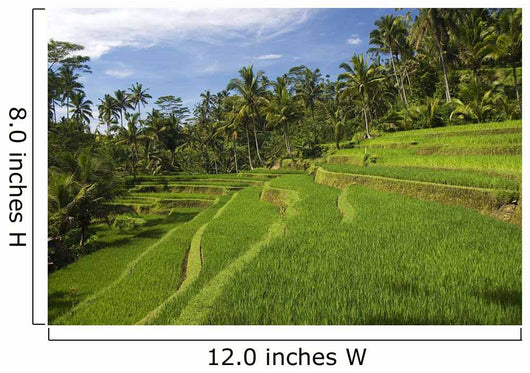 Indonesia, Rice Terraces Wall Mural