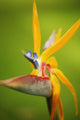 Hawaii, Maui, Bird Of Paradise Blossom Wall Mural