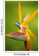 Hawaii, Maui, Bird Of Paradise Blossom Wall Mural