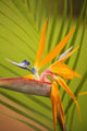 Hawaii, Maui, Bird Of Paradise Blossom Wall Mural
