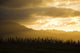 Pine Trees And Kaala Mountain Range At Sunset Wall Mural