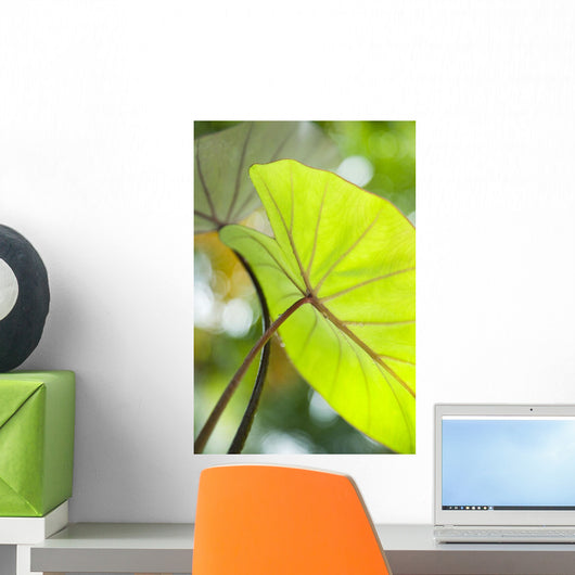 USA, Close-Up Of Taro Leaf Wall Mural